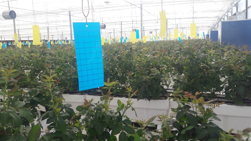 افتتاح طرح گلخانه تولید گل رز با حمایت بانک کشاورزی همزمان با هفته دولت در استان لرستان