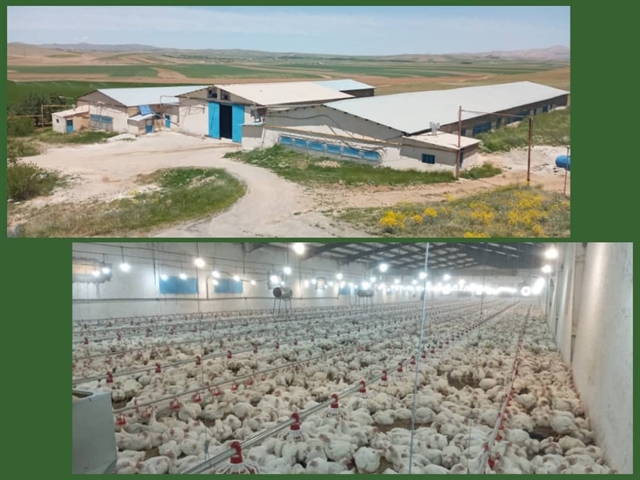بهره برداری از طرح مرغداری گوشتی با حمایت  بانک کشاورزی استان لرستان