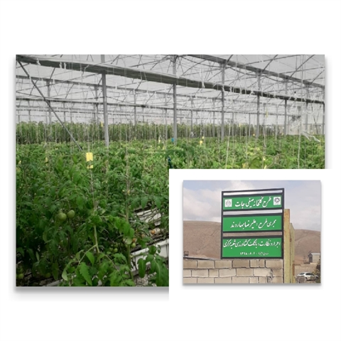 احداث گلخانه سبزی و صیفی با مشارکت بانک کشاورزی استان لرستان