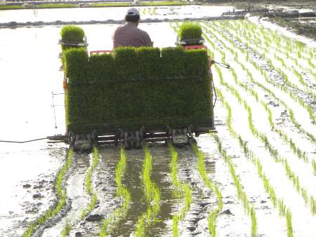کاشت و برداشت مکانیزه برنج در مازندران ، حاصل پرداخت 1394 میلیارد ریال تسهیلات توسط بانک کشاورزی