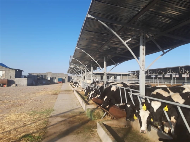 حمایت 7.5میلیارد ی بانک کشاورزی از پرورش گاو شیری 60 راسی در گرمسار