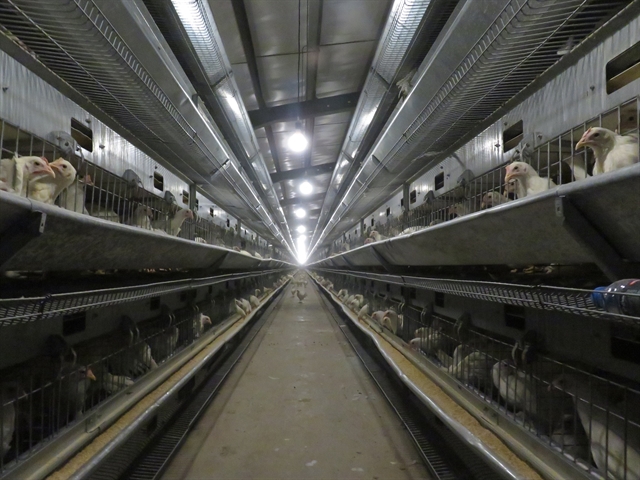 بانک کشاورزی حامی تولید و کارآفرینان/حمایت 110 میلیاردی بانک کشاورزی از پروژه مرغ تخمگذار در استان مرکزی