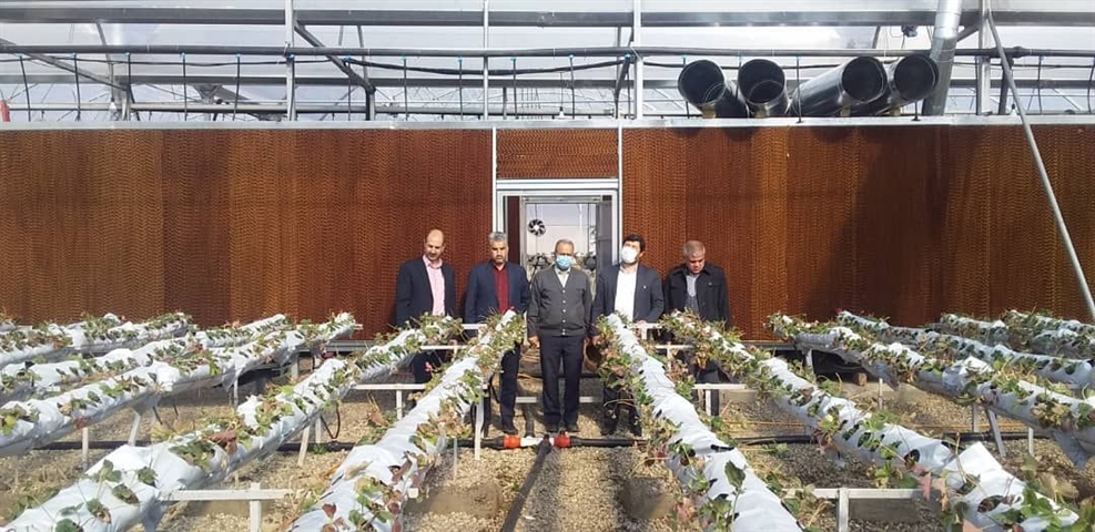 احداث گلخانه توت فرنگی با حمایت 18میلیاردریالی  بانک کشاورزی استان زنجان