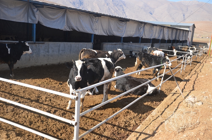 افتتاح طرح پرواربندی گوساله 230راسی با حمایت بانک کشاورزی در استان لرستان