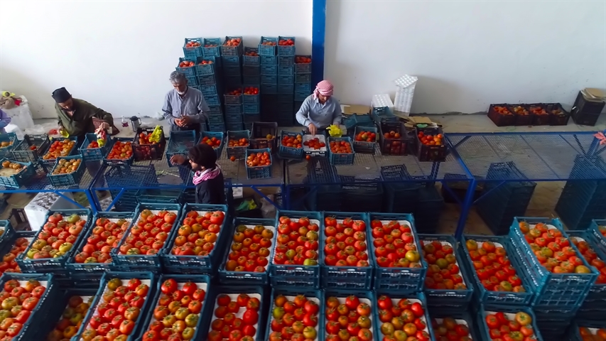 پرداخت بیش از 240  میلیارد ریال تسهیلات کاشت گوجه فرنگی در شعب بانک کشاورزی استان بوشهر