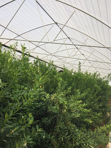 افتتاح گلخانه لیمو ترش به مساحت 3000 متر مربع در استان مازندران با حمایت بانک کشاورزی