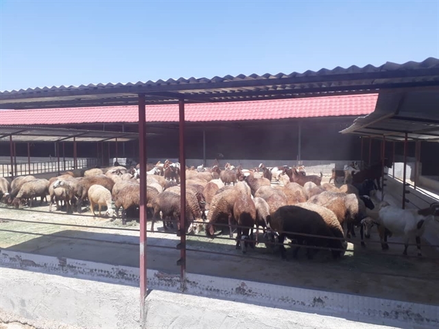 پویش خبر دهه فجر: افتتاح طرح پرواربندی بره 1000راسی با حمایت بانک کشاورزی در استان لرستان