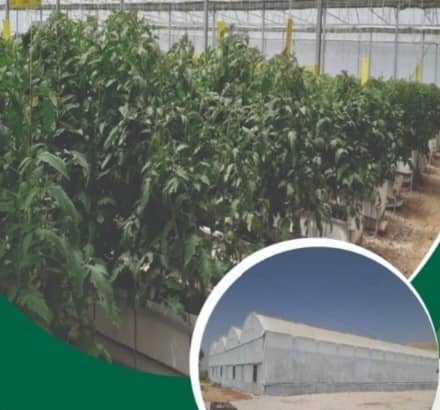 بهره برداری از  گلخانه سبزی و صیفی جات با حمایت بانک کشاورزی استان لرستان