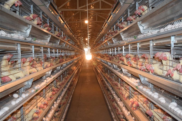 گزارش ویژه: بانک کشاورزی حامی تولید و کارآفرینان/  حمایت ۲ هزار میلیاردی بانک کشاورزی از بزرگترین پروژه مرغ تخمگذار دنیا 
