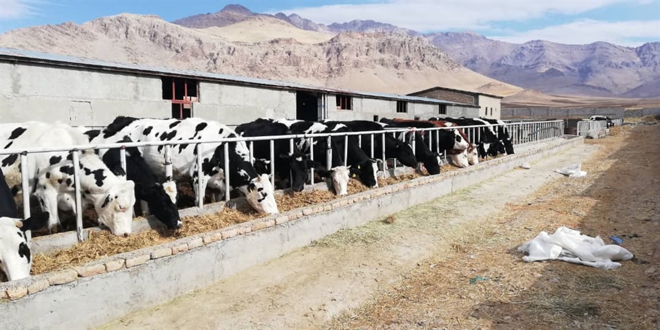پویش اخبار دهه مبارک فجر: افتتاح طرح پرورش گاو شیری 50 راسی با حمایت بانک کشاورزی در استان لرستان