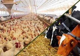 رشد 97 درصدی تسهیلات دام و طیور بانک کشاورزی استان لرستان نسبت به سال گذشته