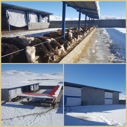 افتتاح طرح پرواربندی گوساله 100 راسی با حمایت بانک کشاورزی در استان لرستان