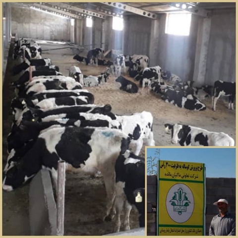 افتتاح طرح پرواربندی گوساله 300 راسی با حمایت 22 میلیارد ریالی بانک کشاورزی استان لرستان در دهه مبارک فجر