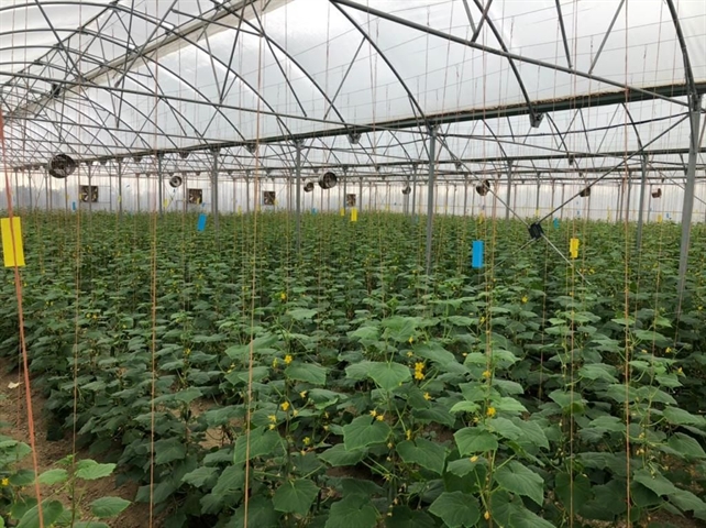 افتتاح گلخانه پرورش سبزی و صیفی به مساحت 3000 متر مربع در استان مازندران با حمایت بانک کشاورزی