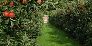 پرداخت 87 میلیارد ریال تسهیلات باغداری توسط بانک کشاورزی استان لرستان
