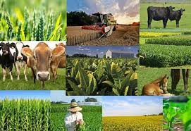 افزایش بیش از 2 برابری تسهیلات پرداختی بانک کشاورزی استان لرستان در حمایت از تولید بخش کشاورزی