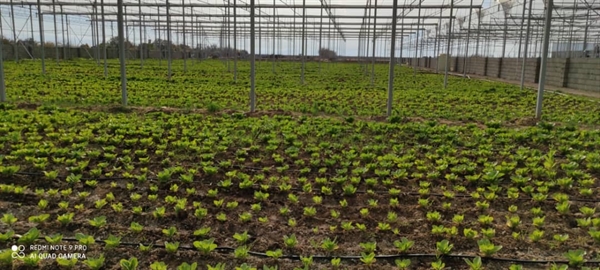 : بانک کشاورزی، حامی تولید و کارآفرینان / حمایت 280میلیاردی بانک کشاورزی از راه اندازی واحد گلخانه ای پرورش سبزی و صیفی جات در استان قزوین