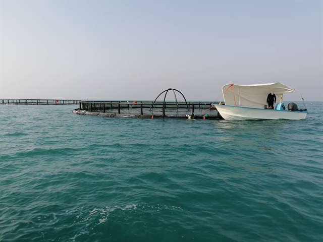 تخصیص 150 میلیارد ریال منابع بانک کشاورزی برای راه اندازی طرح پرورش ماهی در قفس در  بوشهر