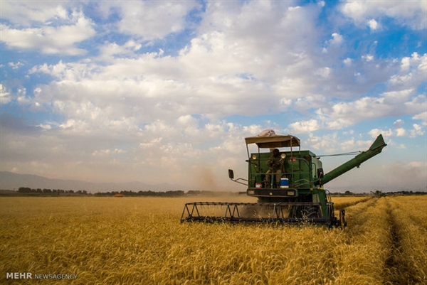 خرید تضمینی بیش از 9 میلیون تن گندم با عاملیت بانک کشاورزی تا هفته سوم شهریور