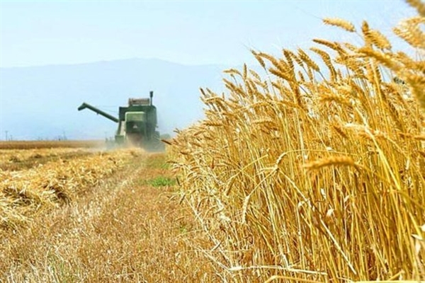بانک کشاورزی 45000 میلیارد ریال بهای گندم را به حساب کشاورزان واریز کرد